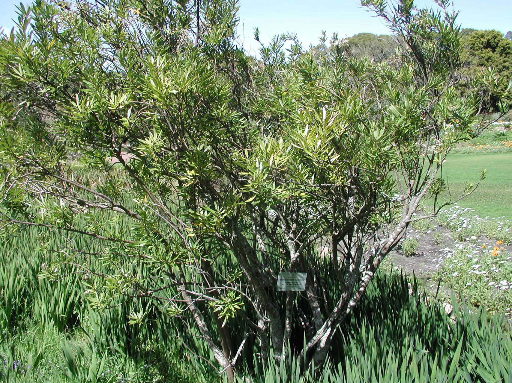 Brachylaena neriifolia — related species from the same genus