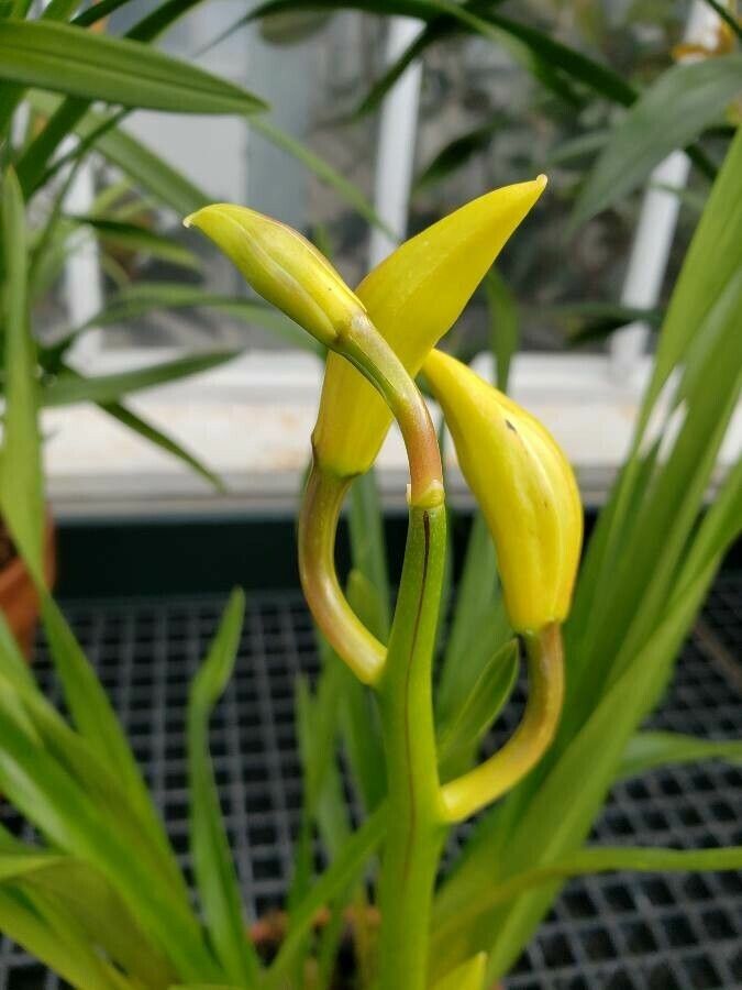 Cymbidium spp. fruit