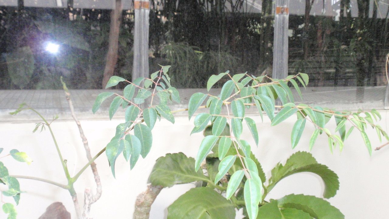 Moringa hildebrandtii