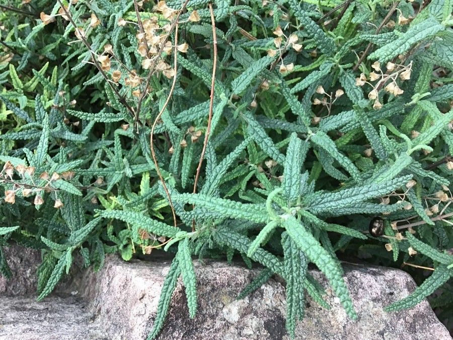 Helianthemum almeriense leaf