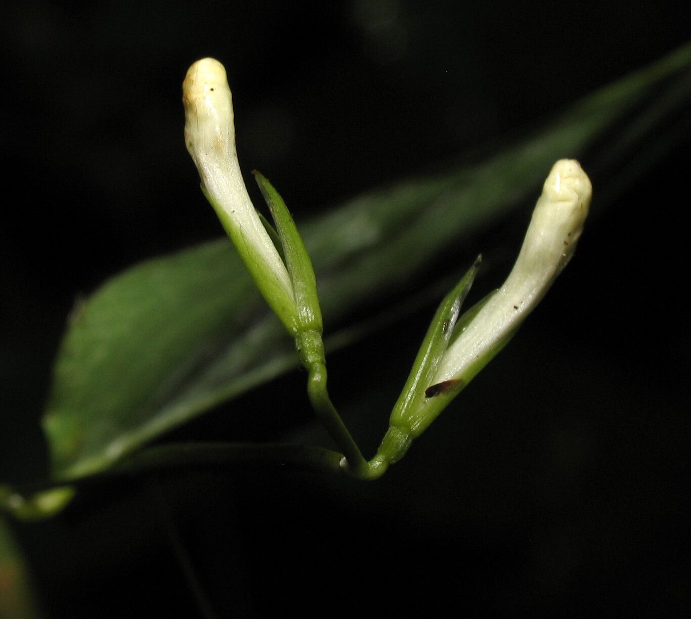 Maranta rupicola flower