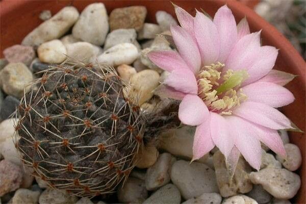 Aylostera pygmaea habit