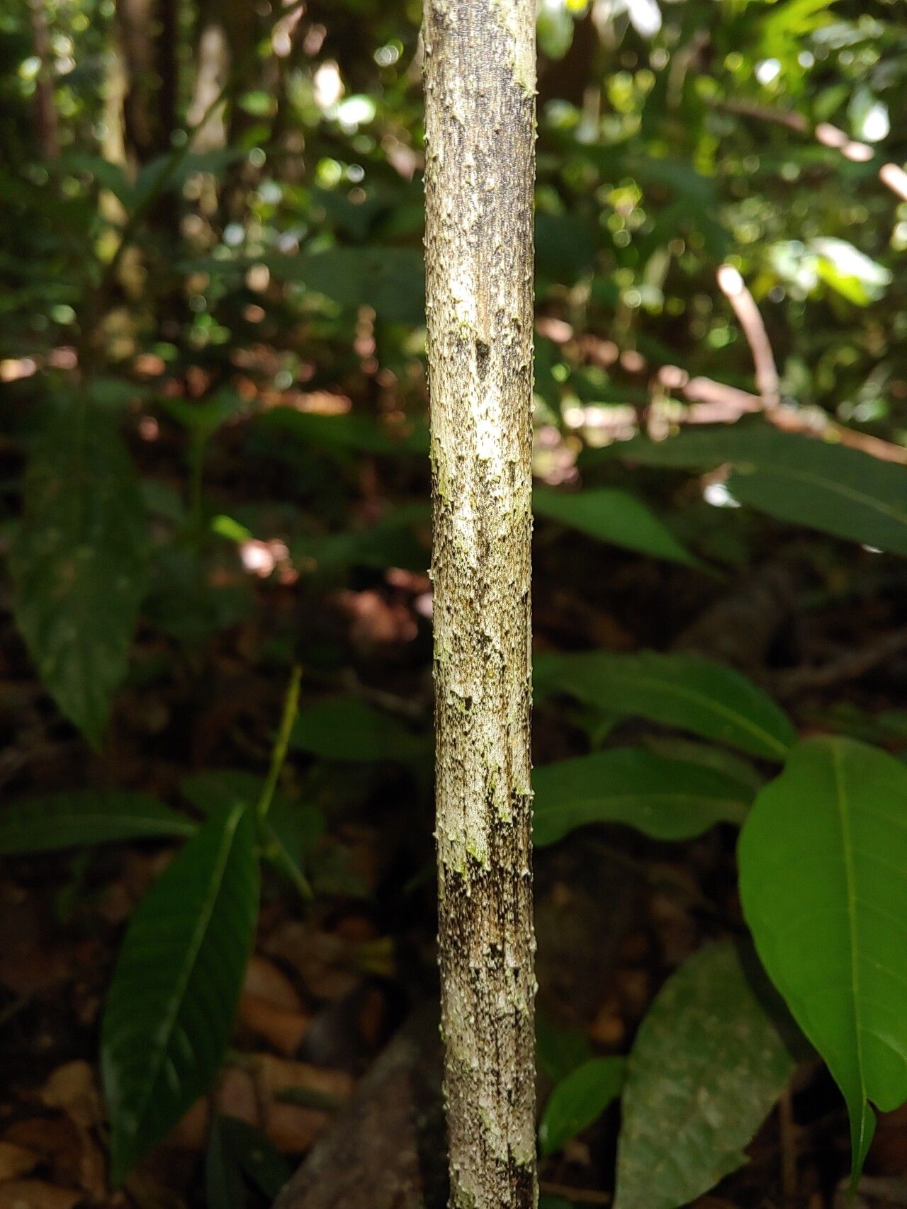 Dracontium asperum bark