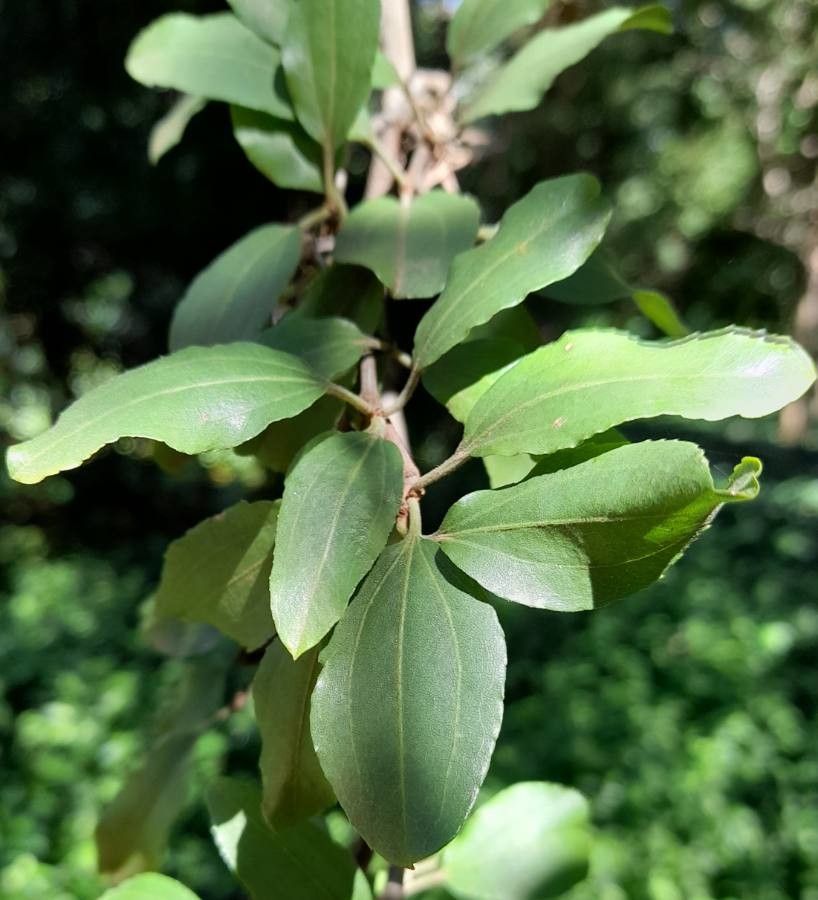 Ziziphus mistol leaf