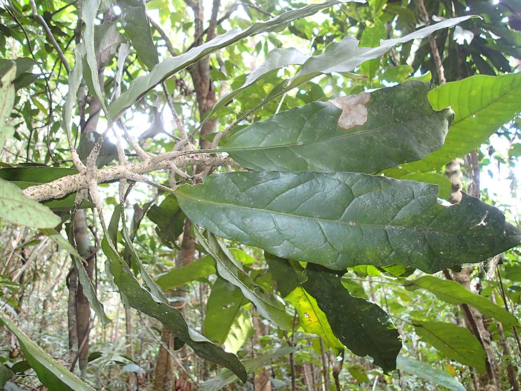 Oxera rugosa — houseplant care guide