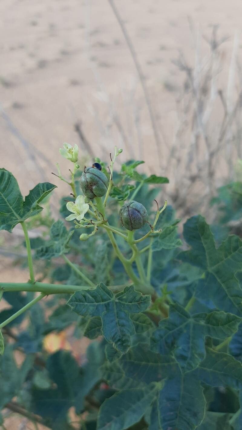 Jatropha chevalieri fruit