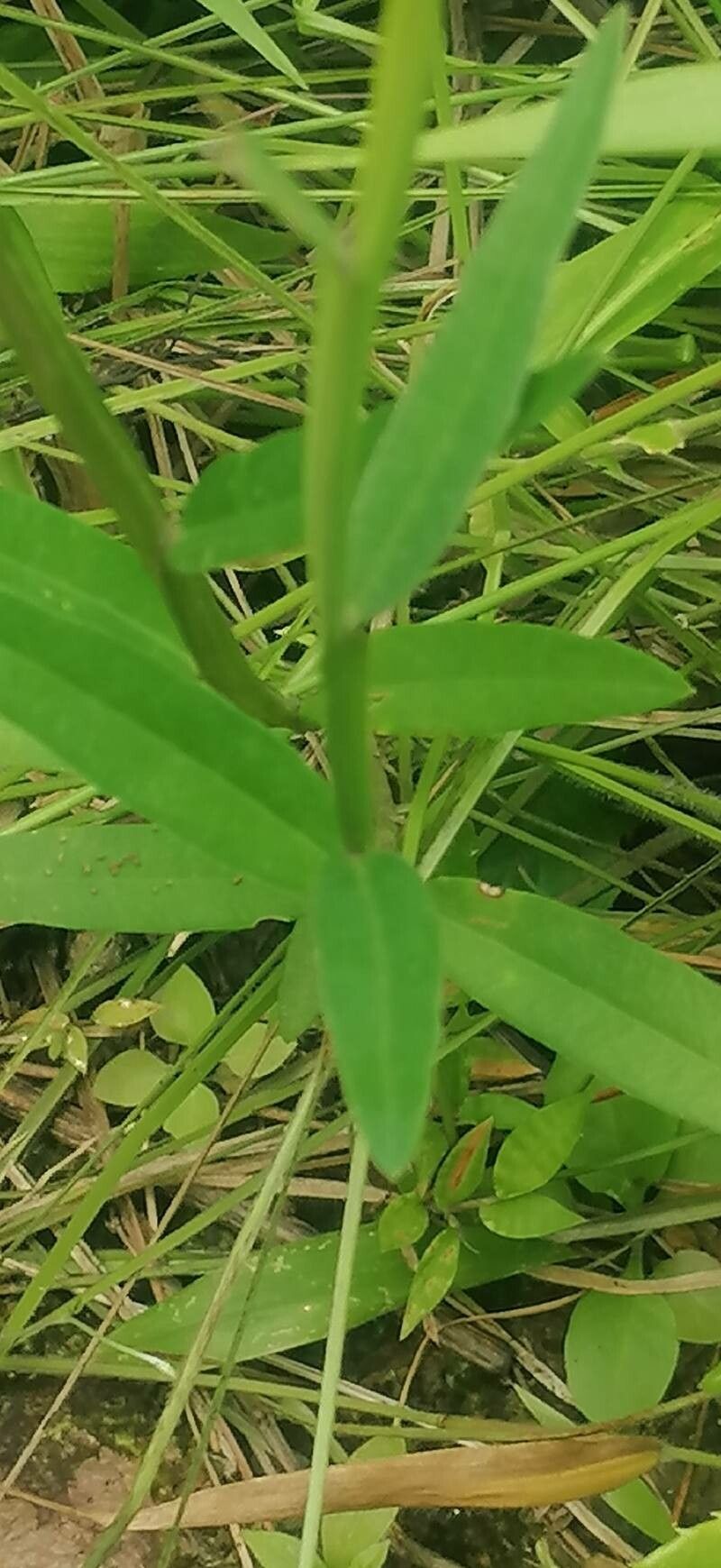 Crotalaria vitellina — houseplant care guide