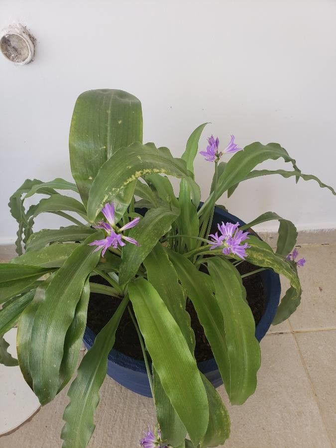 Cochliostema odoratissimum bark