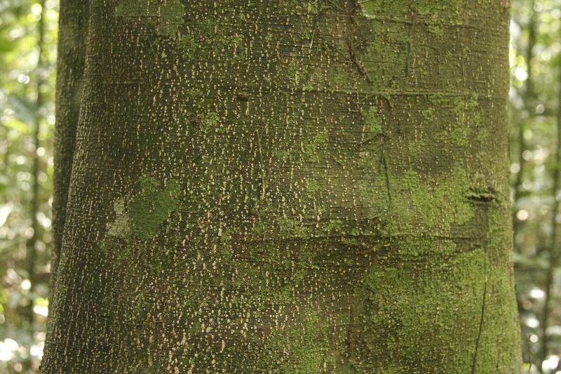 Licania canescens bark