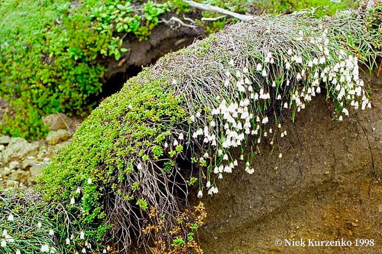 Cassiope tetragona habit