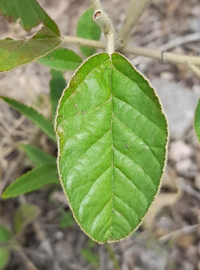 Croton fulvus — houseplant care guide