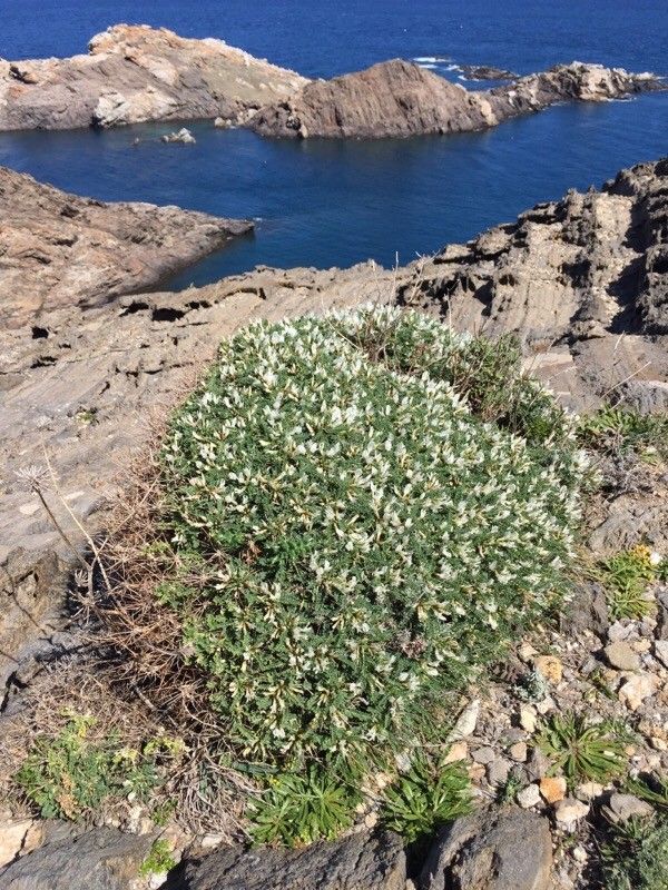 Astragalus tragacantha — search result for 'Astragalus'