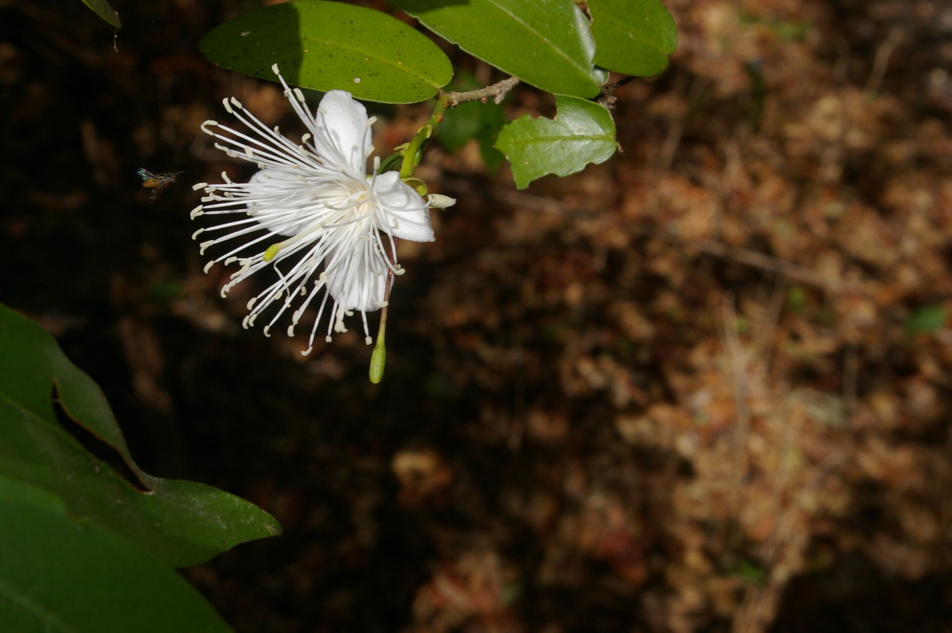 Morisonia verrucosa fruit