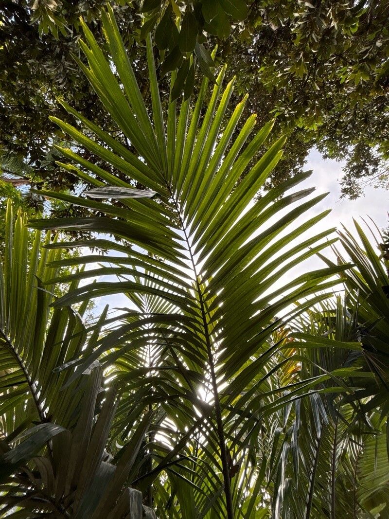 Arenga porphyrocarpa leaf