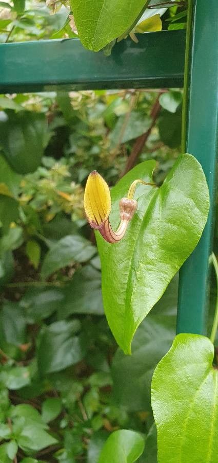 Aristolochia altissima leaf