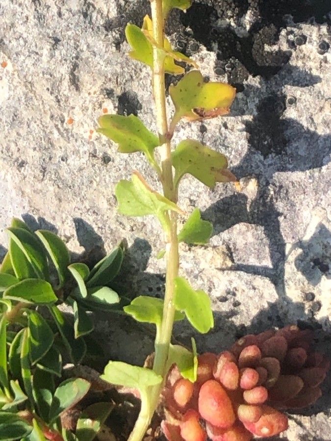 Campanula arvatica — houseplant care guide
