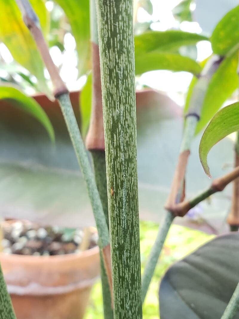 Dichorisandra penduliflora bark