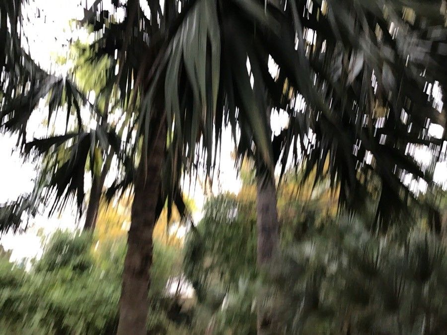 Sabal mauritiiformis — search result for 'Sabal'