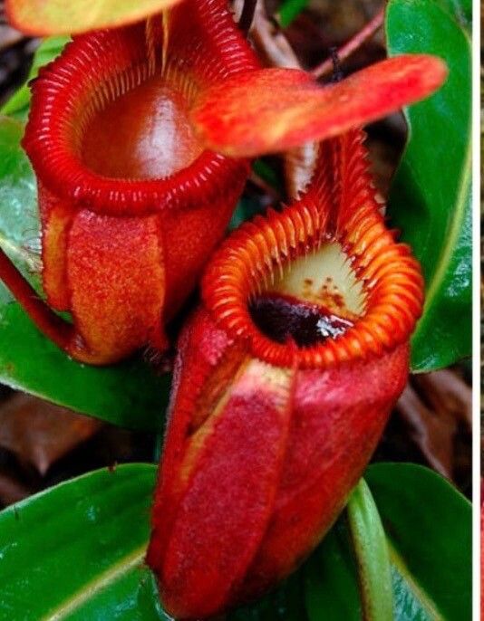 Hydnora abyssinica — houseplant care guide