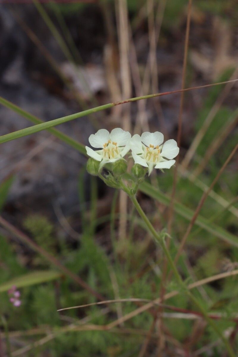 Potentilla daucifolia — search result for 'Potentilla'