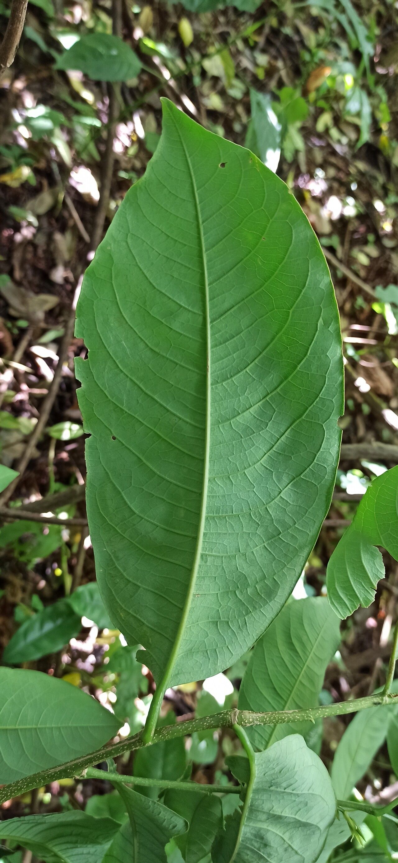 Margaritaria discoidea leaf