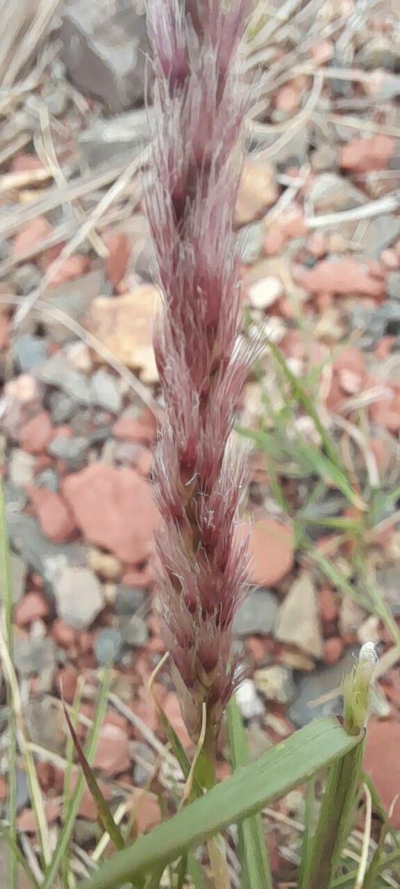 Pappophorum caespitosum flower
