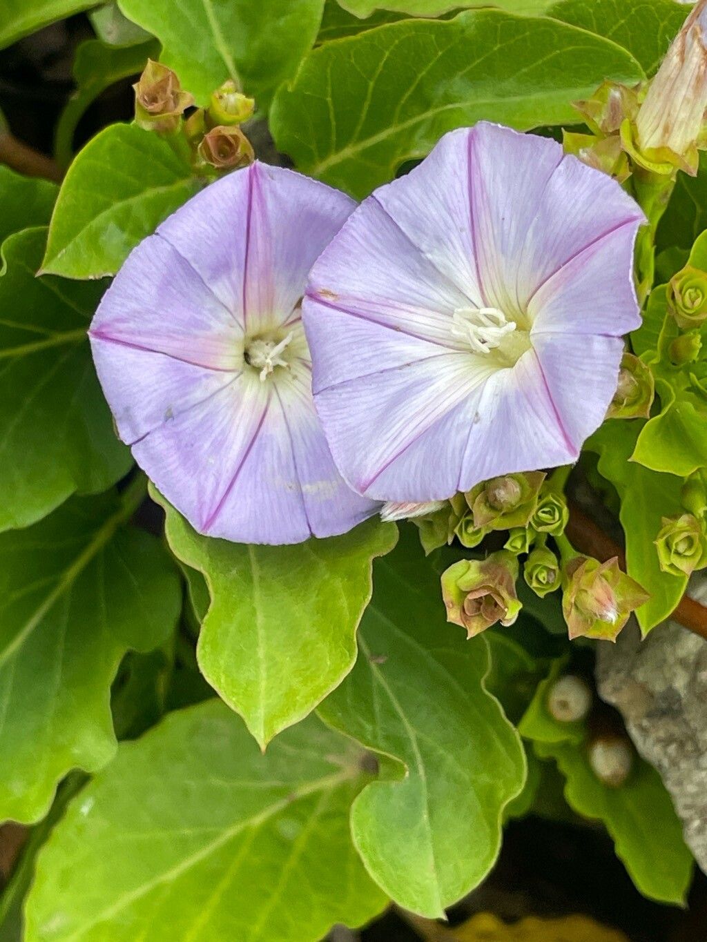 Convolvulus lopezsocasii flower