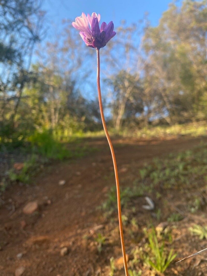 Dipterostemon capitatus bark