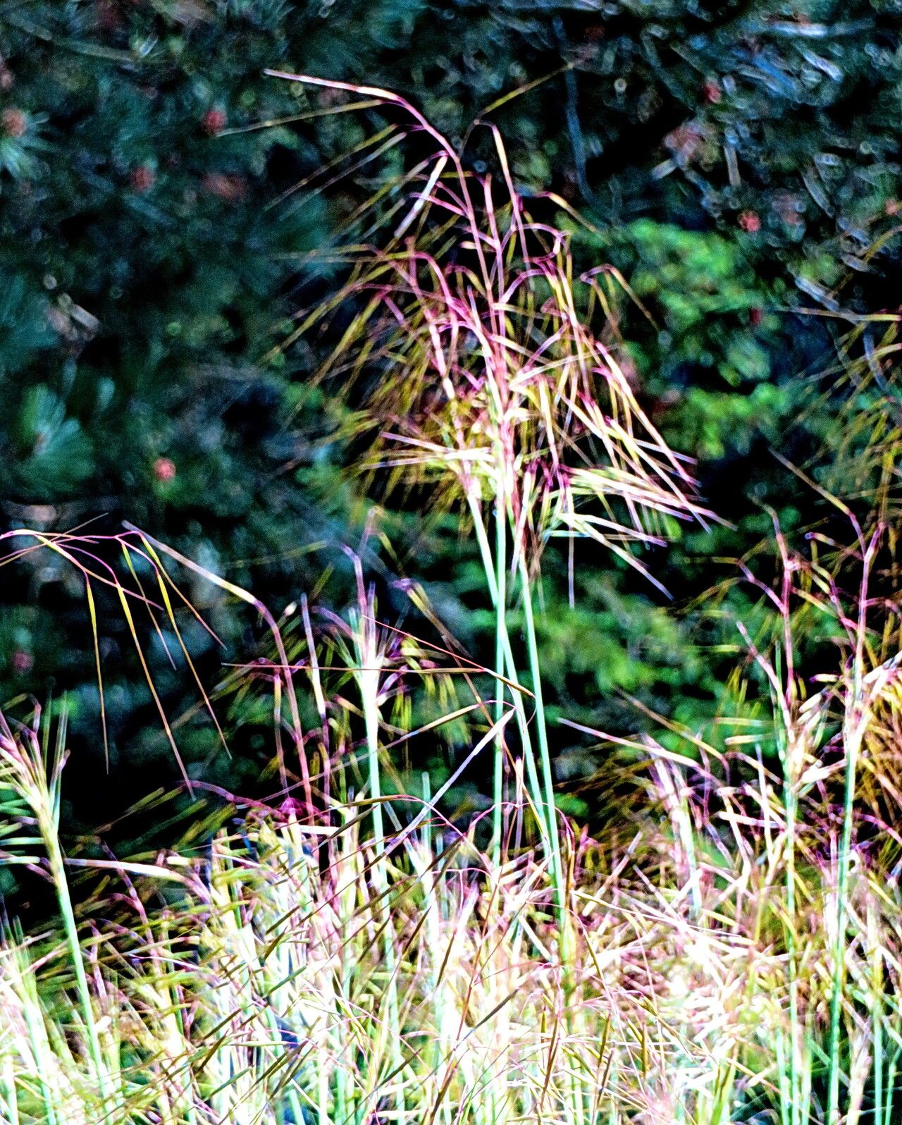 Stipa lagascae flower