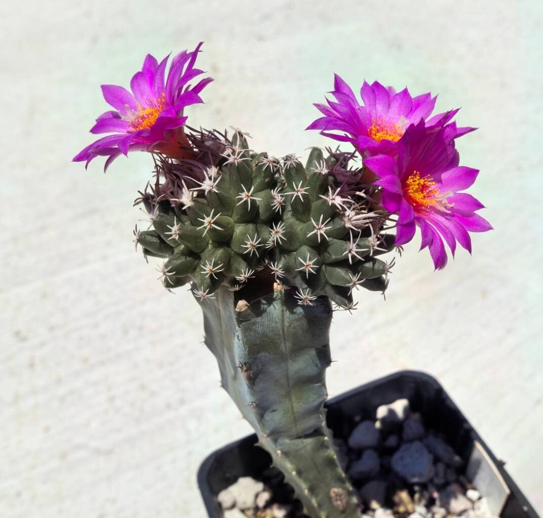 Turbinicarpus nikolae leaf