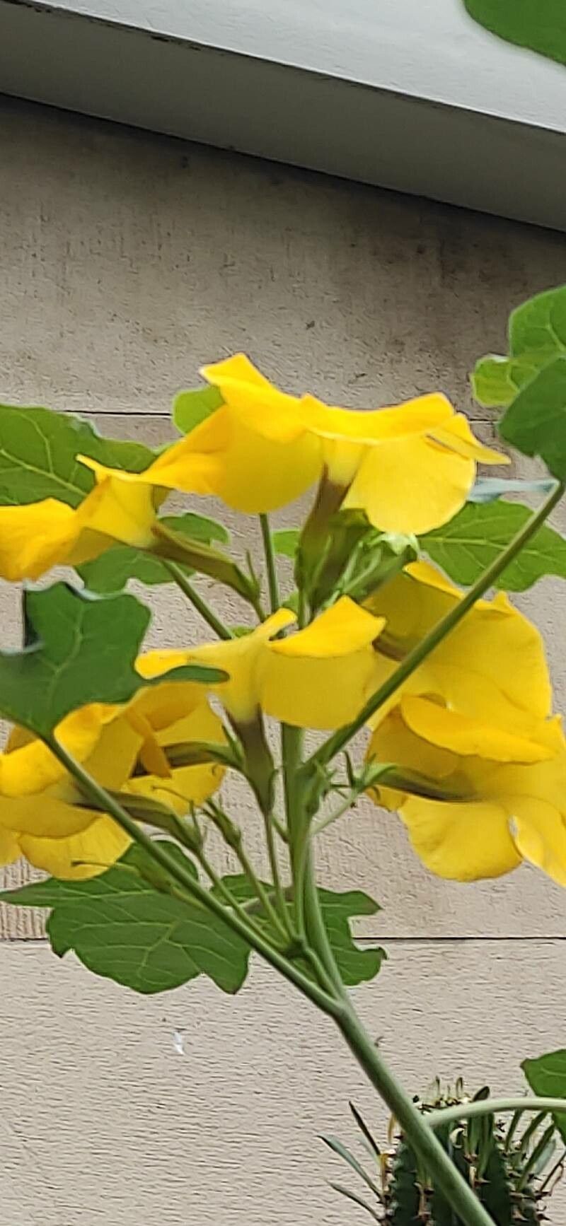 Uncarina peltata flower
