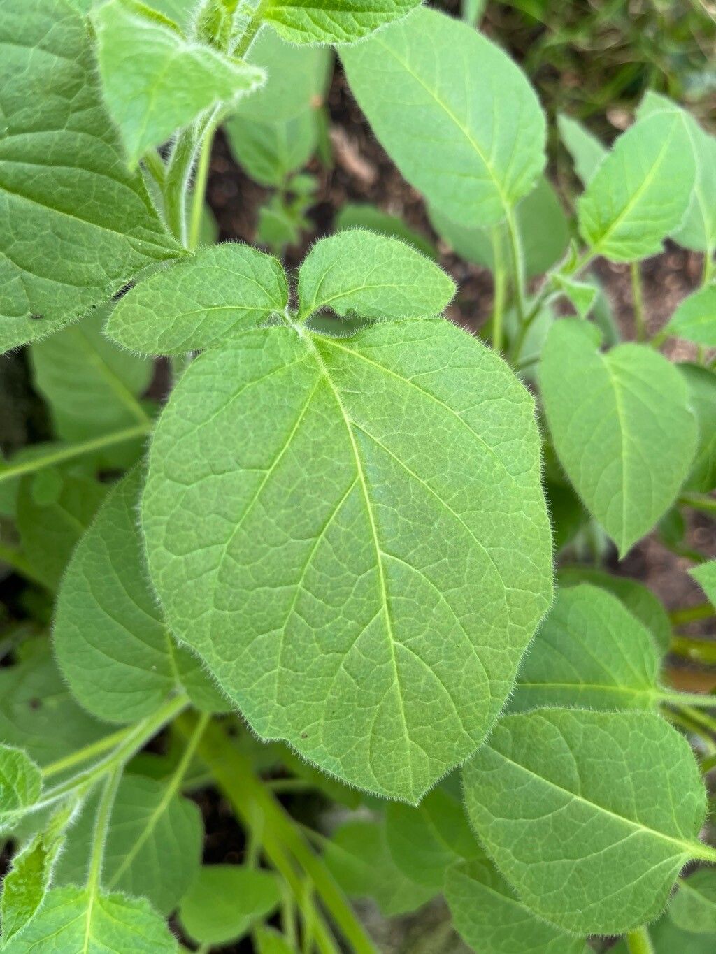 Solanum trisectum leaf