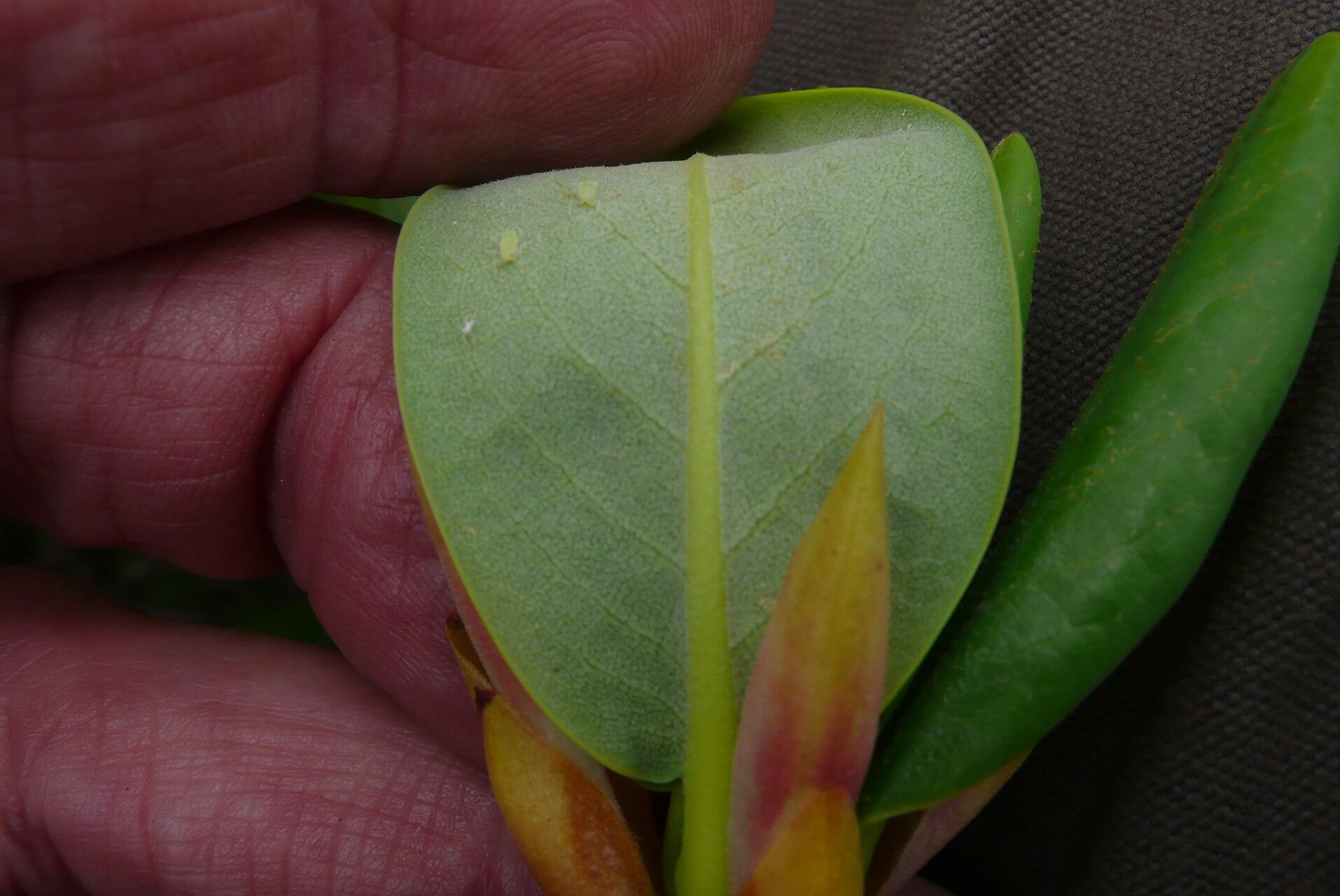 Rhododendron przewalskii leaf