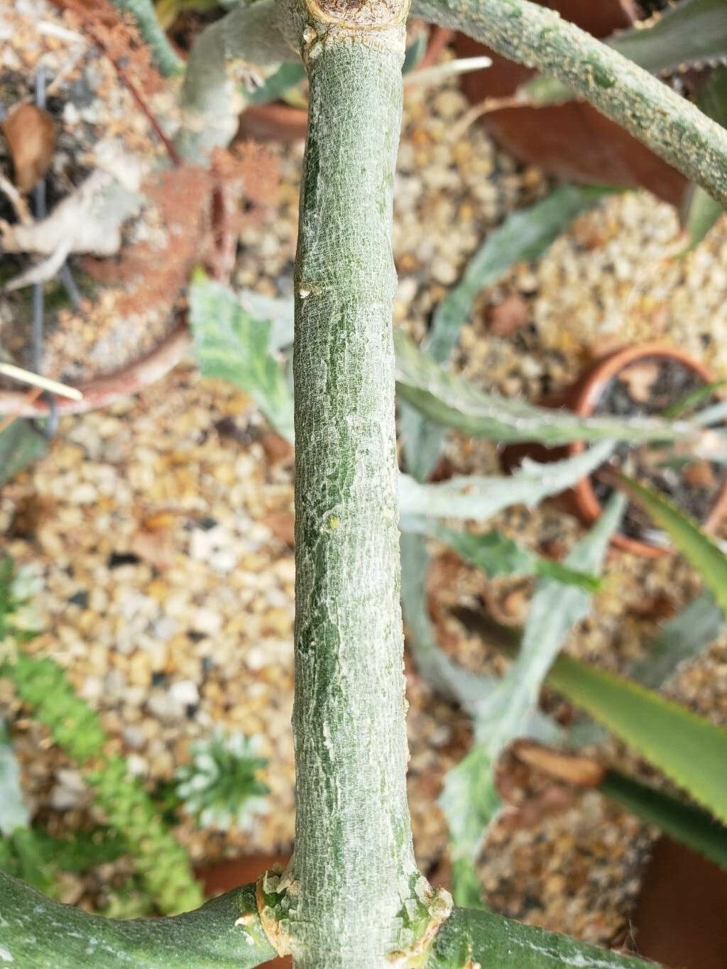 Cynanchum perrieri bark