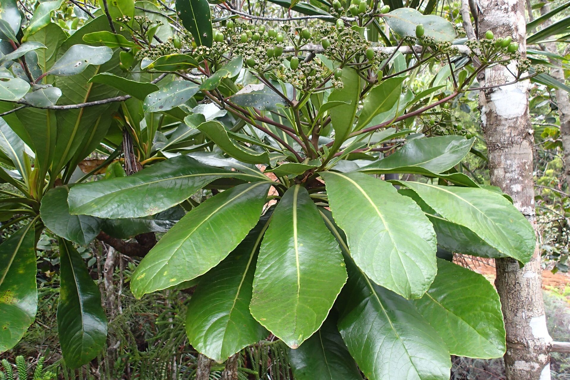 Apiopetalum glabratum habit