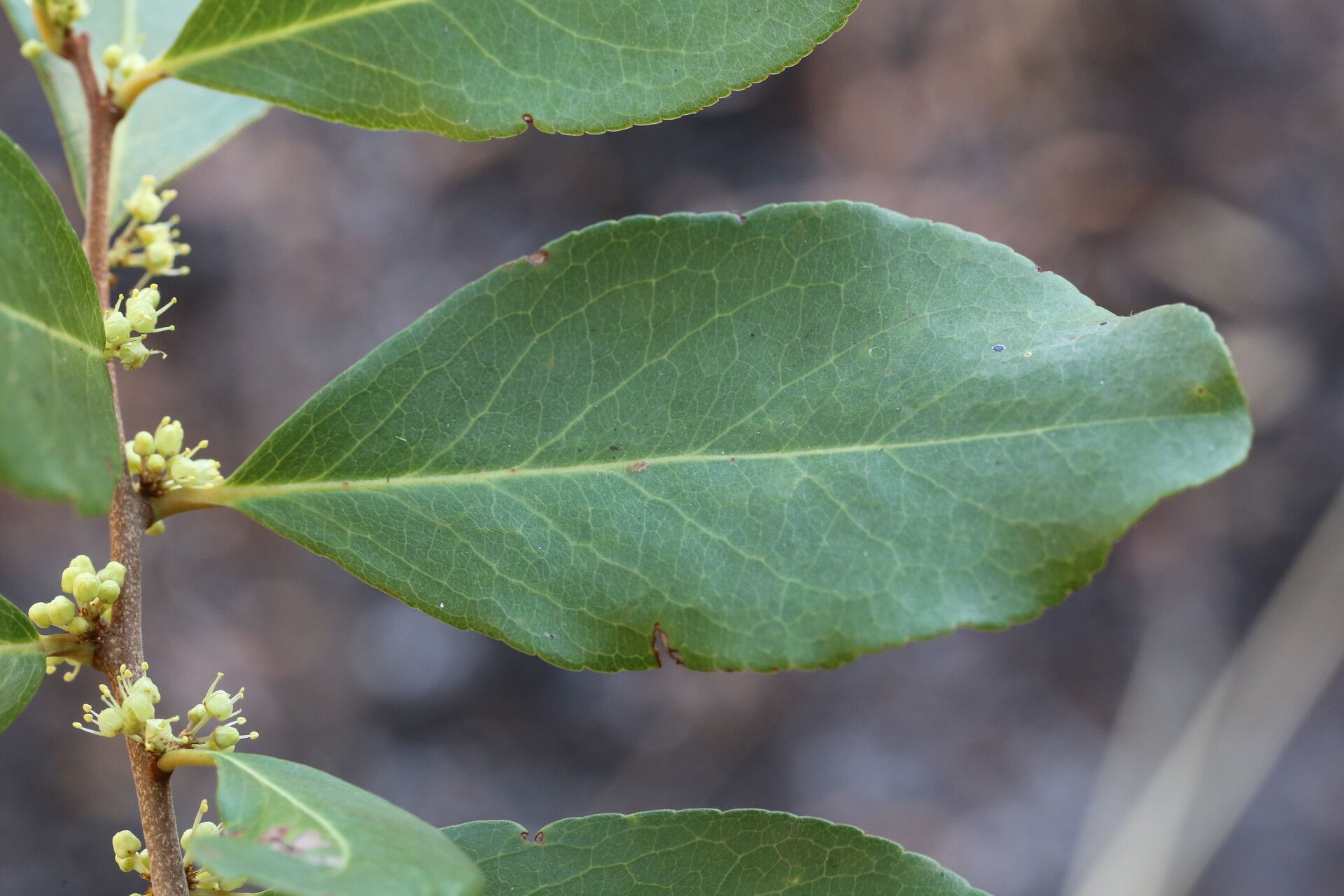 Gymnosporia buchananii — related species from the same genus