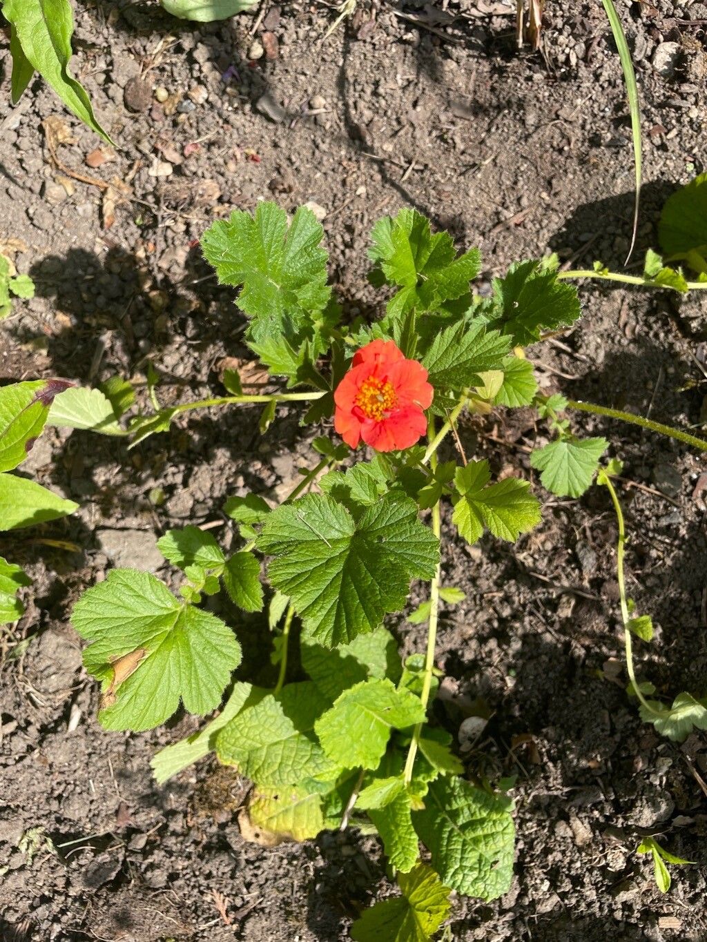 Geum chiloense
