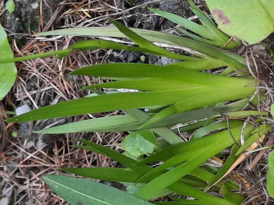 Tofieldia calyculata leaf