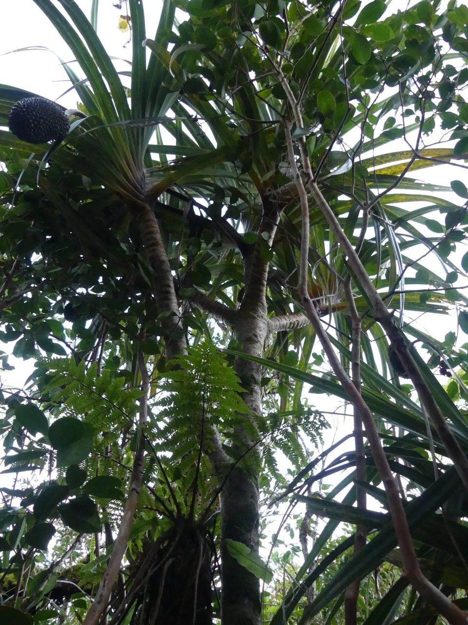Pandanus montanus habit