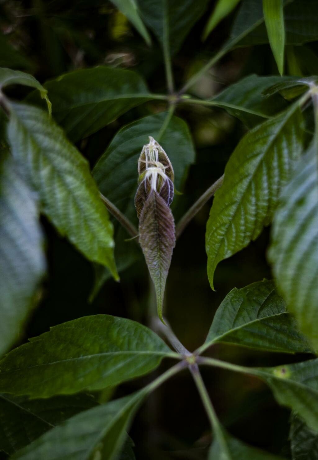 Tetrastigma planicaule