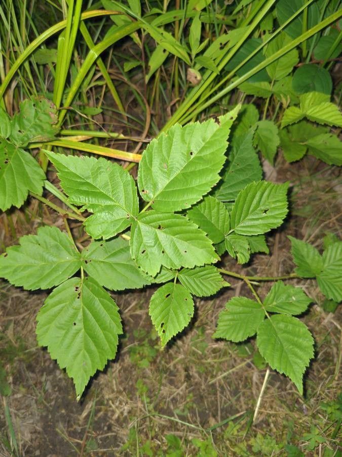 Rubus flagellaris — search result for 'Rubus'