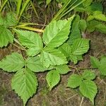 Rubus flagellaris