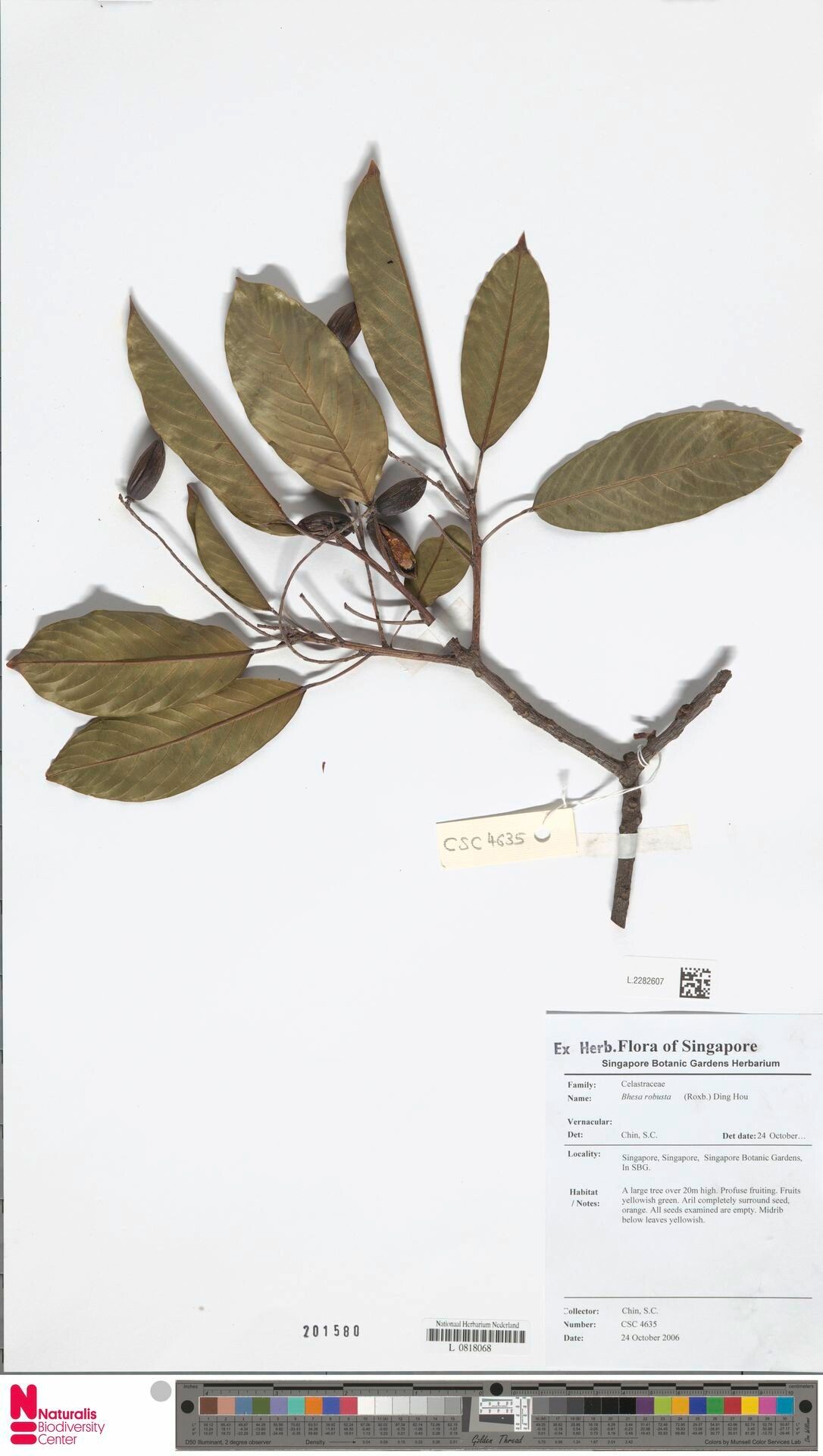 Bhesa robusta — related species from the same genus