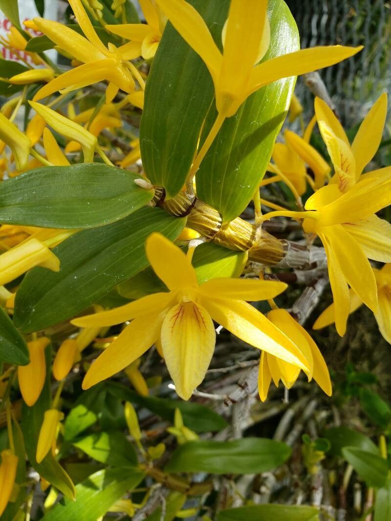 Dendrobium unicum flower