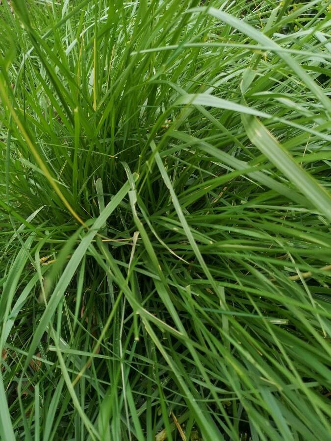 Festuca arundinacea leaf