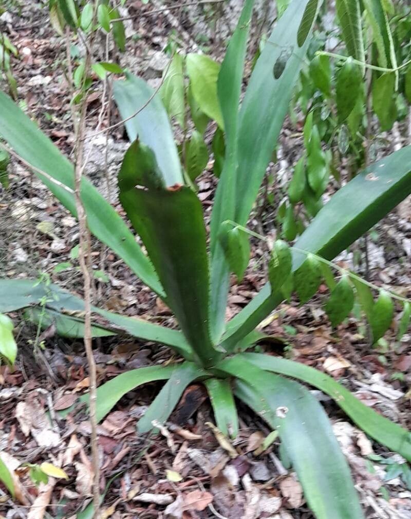 Agave antillarum habit