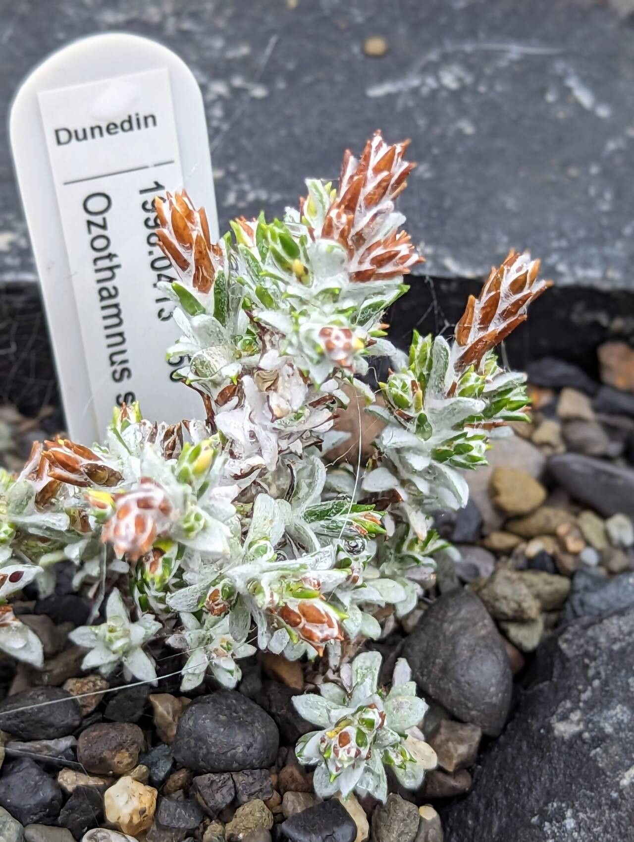 Ozothamnus selago — houseplant care guide