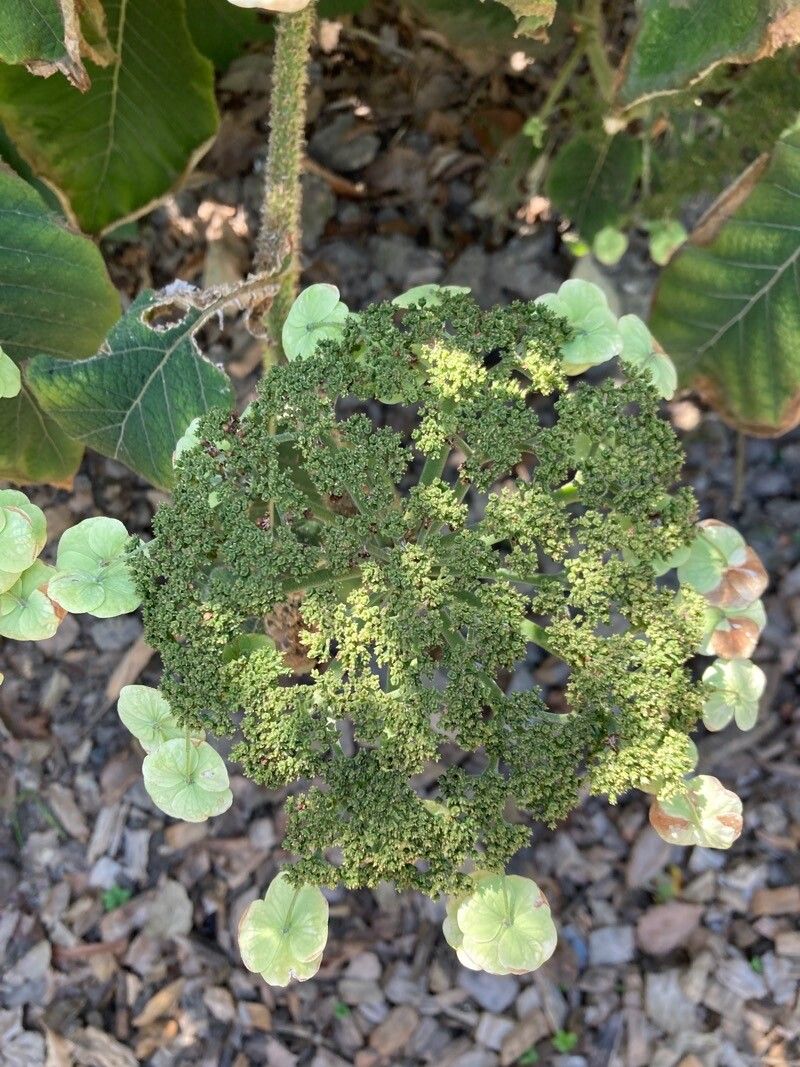 Hydrangea sargentiana fruit
