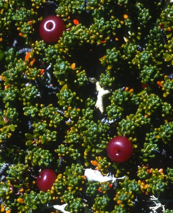 Empetrum rubrum fruit
