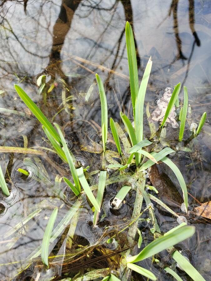 Sagittaria graminea